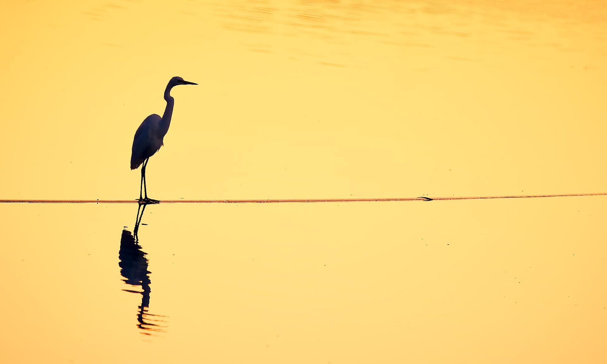 Golden coloured water from the setting sun, with a Great Egret standiing on a partly submerged pipeline, enjoying the stillness of the calm evening.